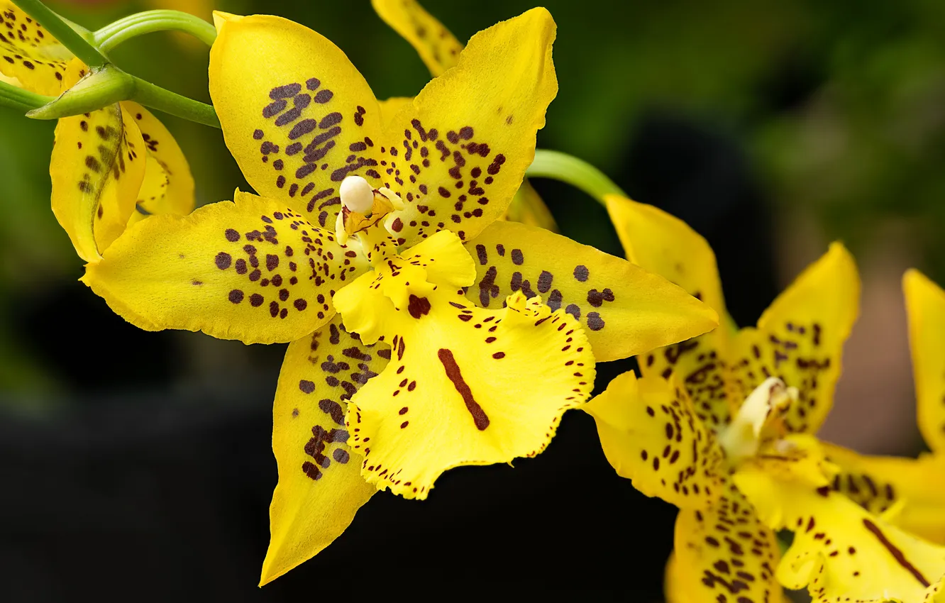 Photo wallpaper flowers, bright, Orchid, yellow Orchid