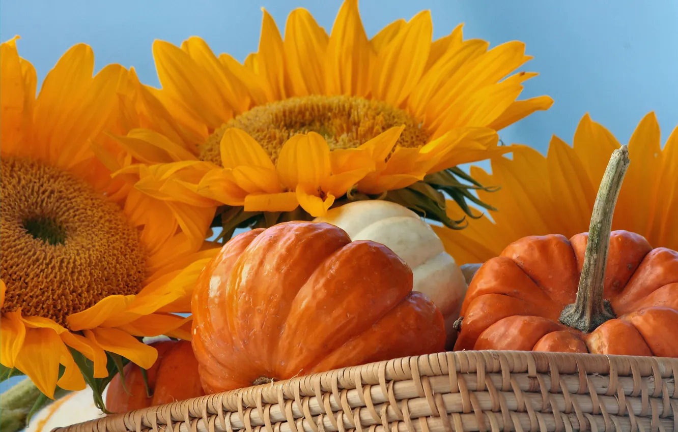 Photo wallpaper autumn, sunflower, harvest, pumpkin