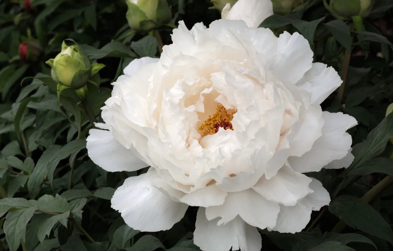 Photo wallpaper white, peonies, lush