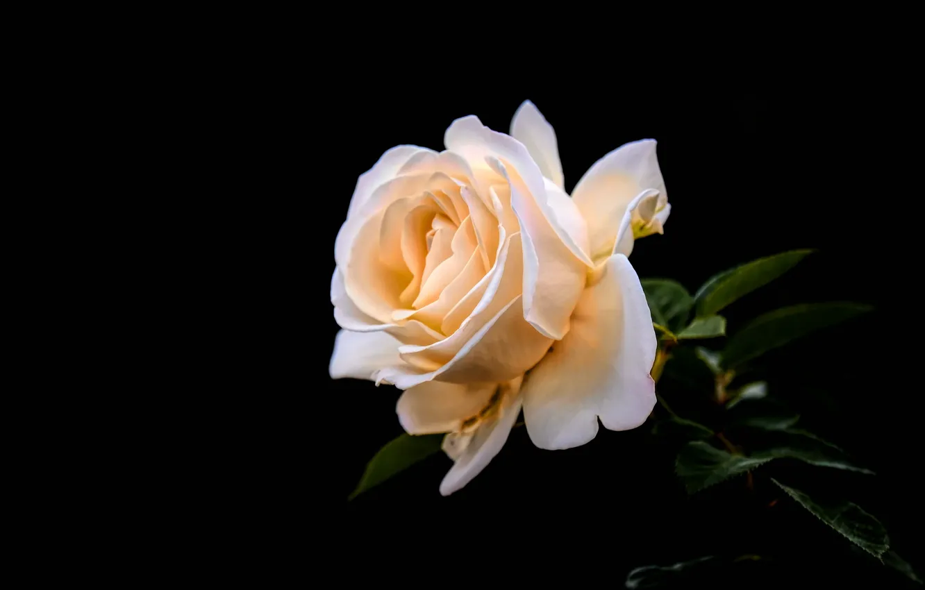 Photo wallpaper tenderness, roses, peach