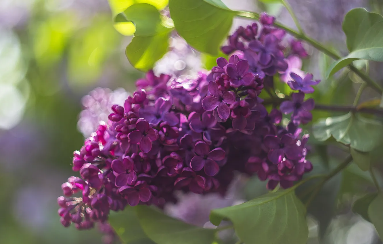 Photo wallpaper spring, lilac, inflorescence