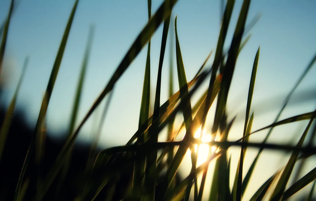 Photo wallpaper grass, the sun, rays, blur