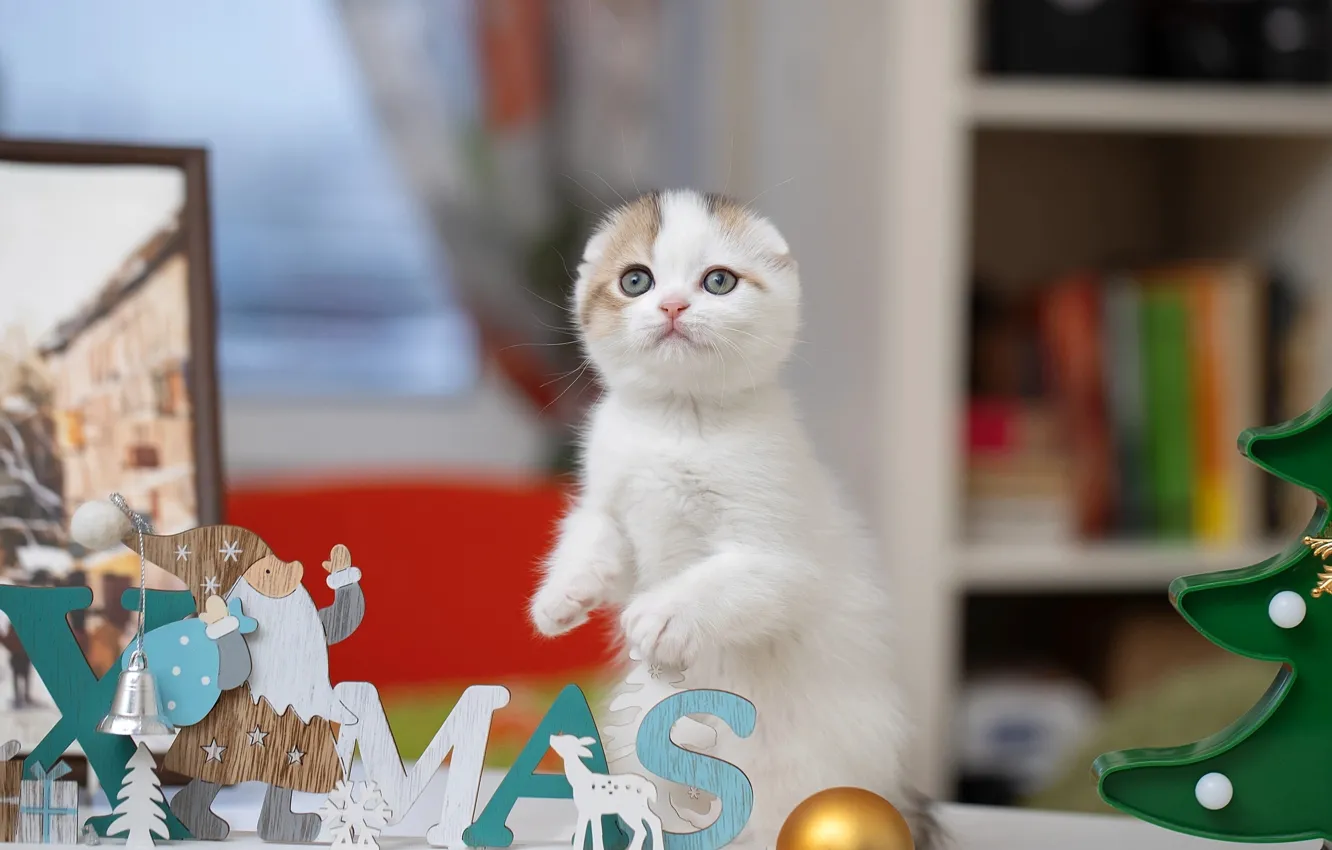 Photo wallpaper baby, Christmas, kitty, stand, Scottish fold, Scottish fold cat, Svetlana Pisareva