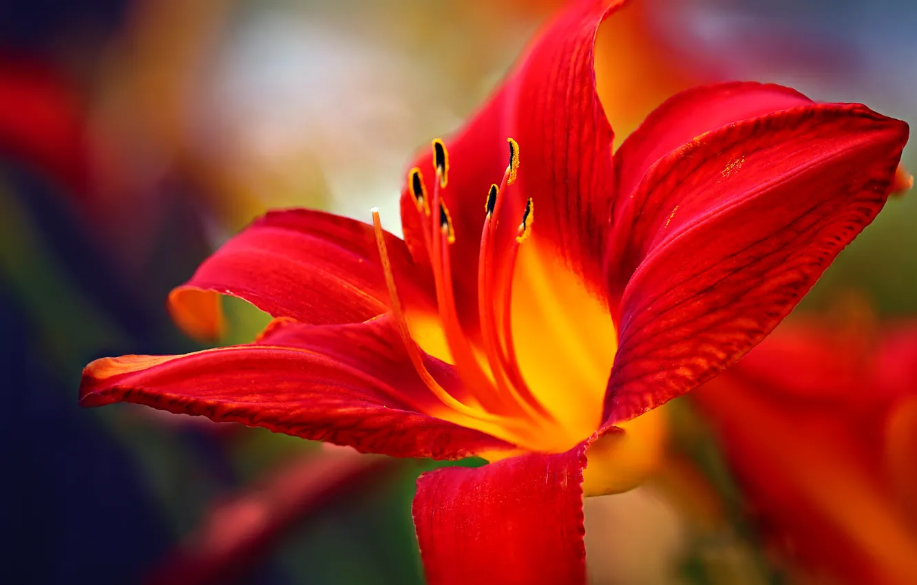 Photo wallpaper macro, petals, Tiger Lily