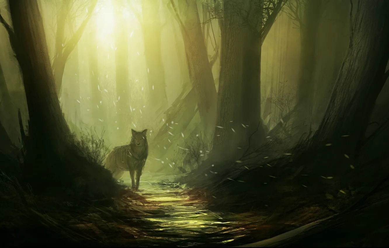 Photo wallpaper forest, light, trees, wolf, path, moth
