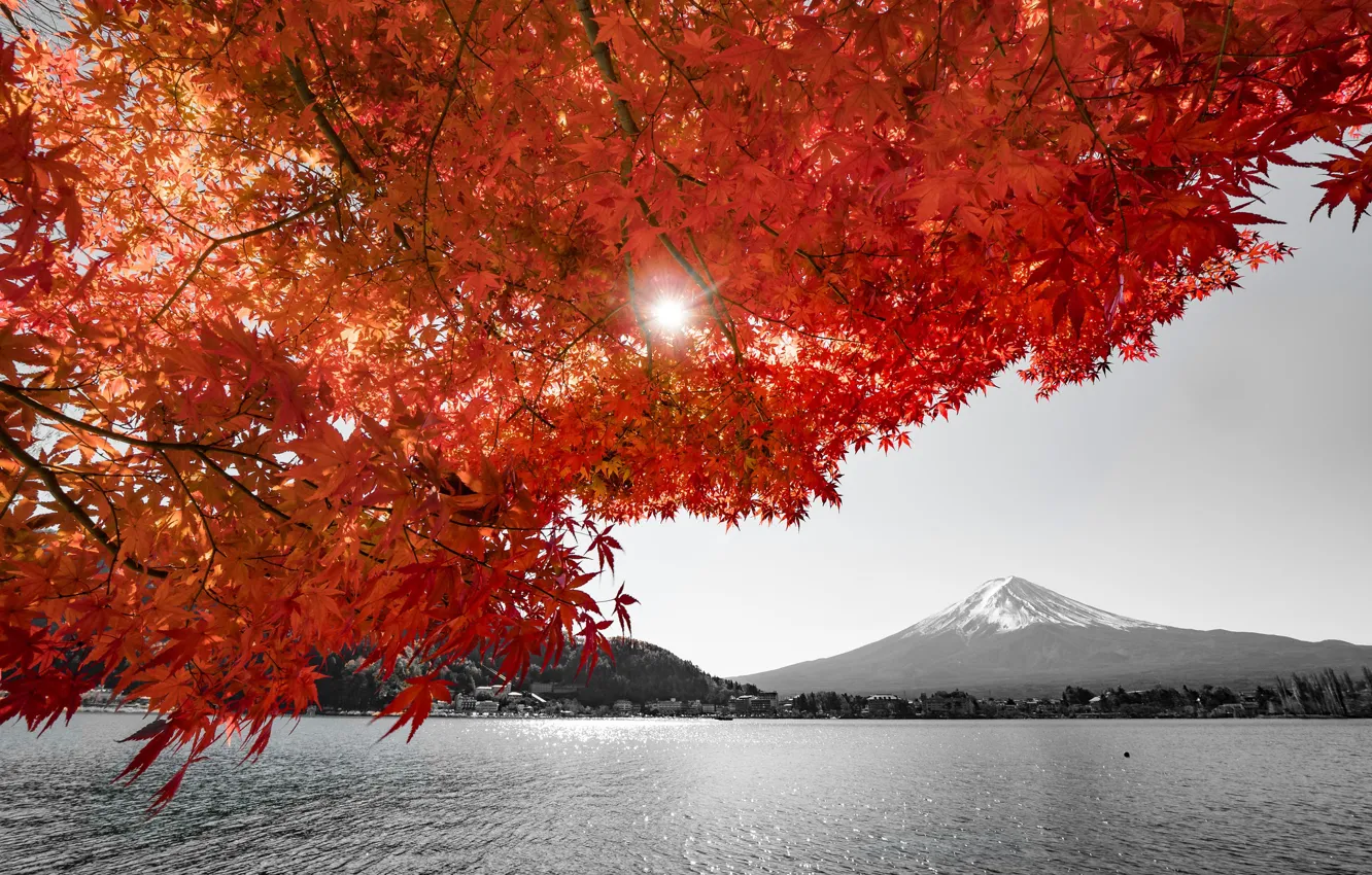 Photo wallpaper tree, the volcano, pond