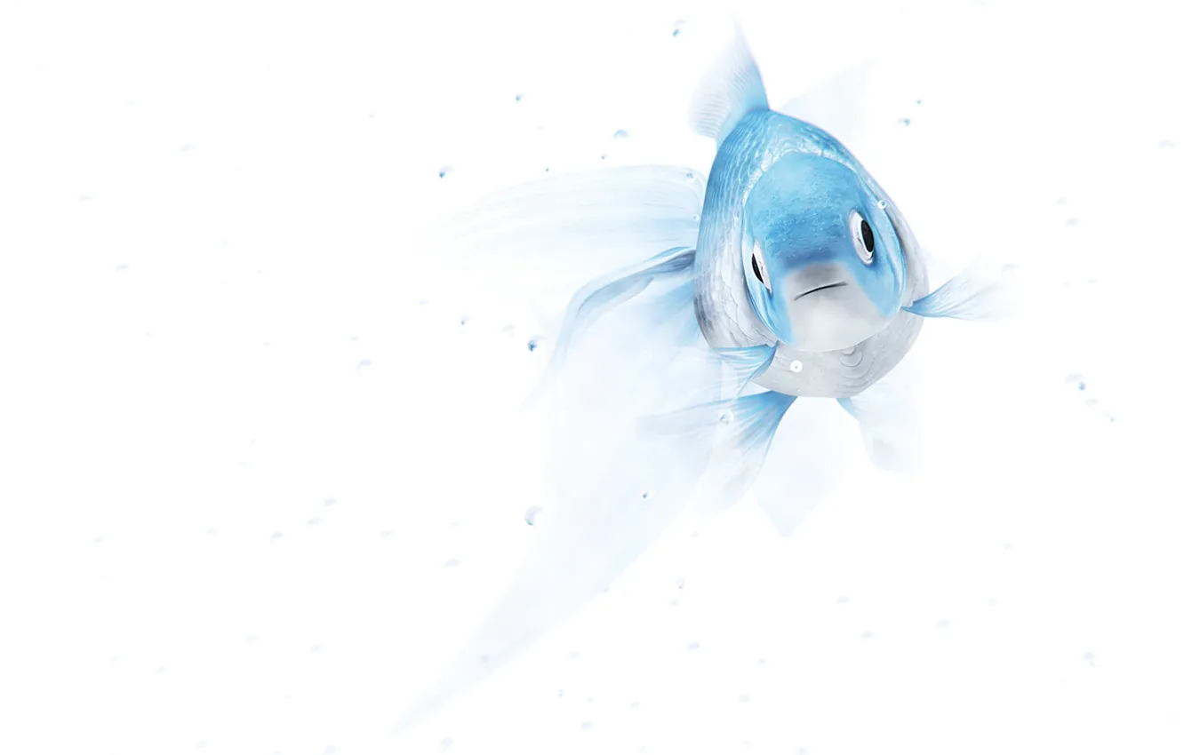 Photo wallpaper reflection, rendering, blue, minimalism, goldfish, gently