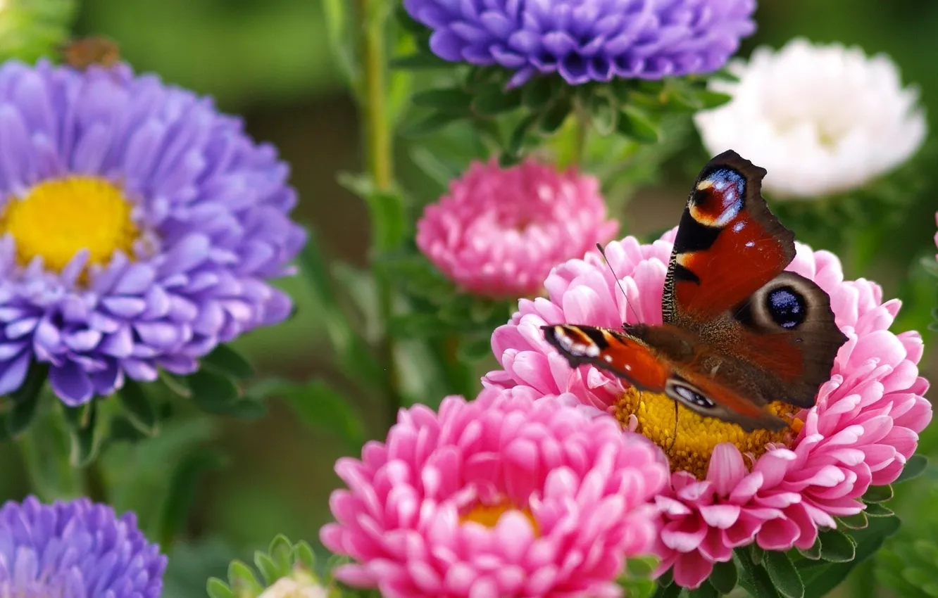 Photo wallpaper macro, flowers, butterfly, asters, Peacock