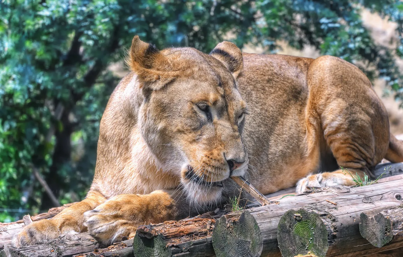 Photo wallpaper cat, profile, log, lioness