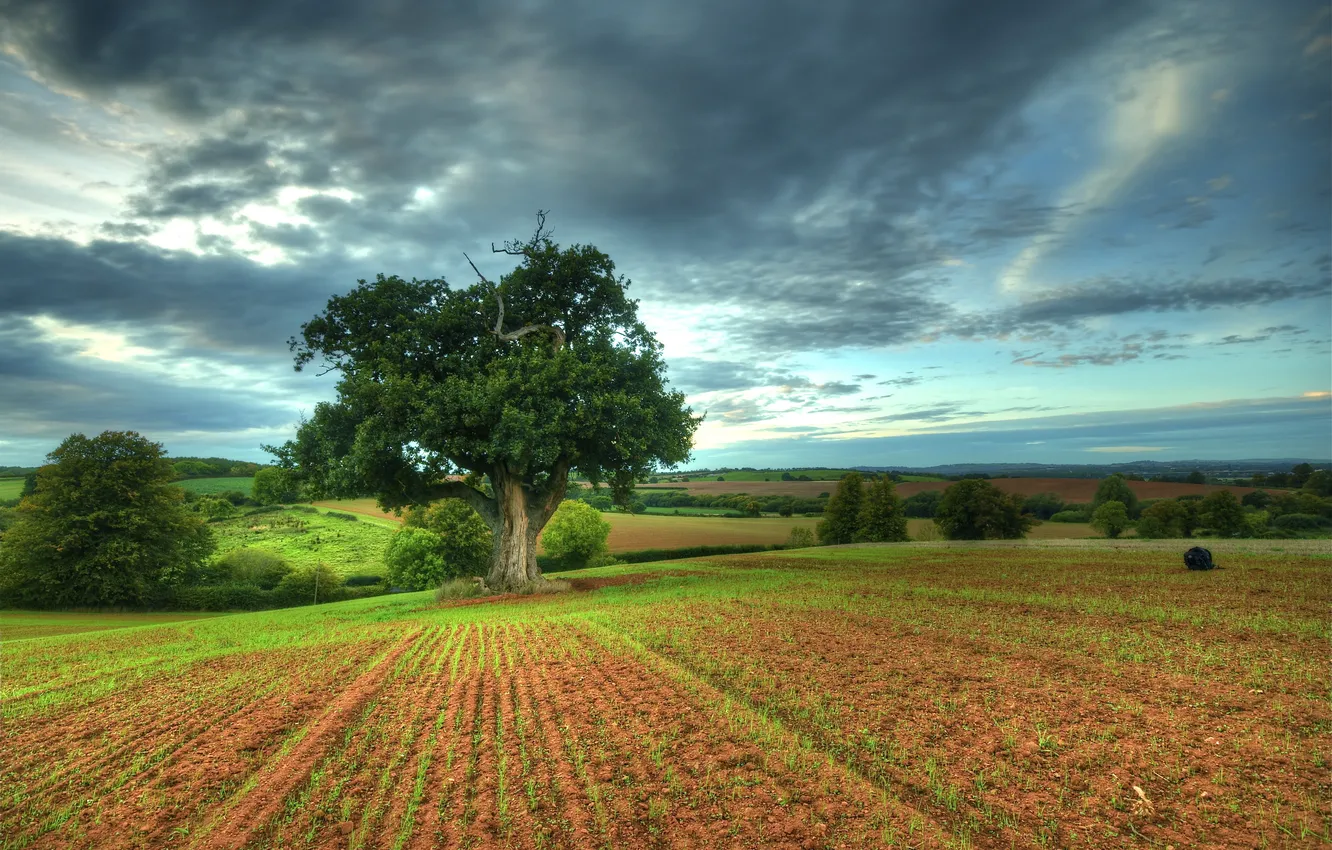 Photo wallpaper field, trees, space