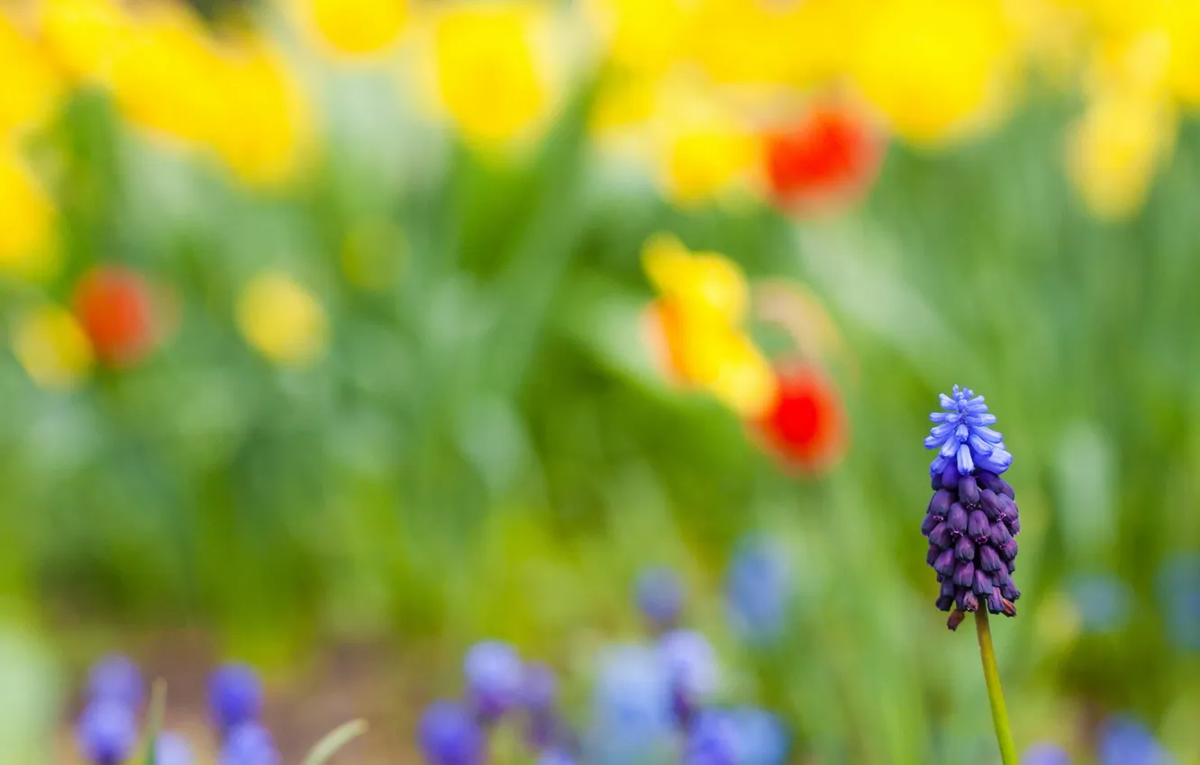 Photo wallpaper field, summer, flowers, nature