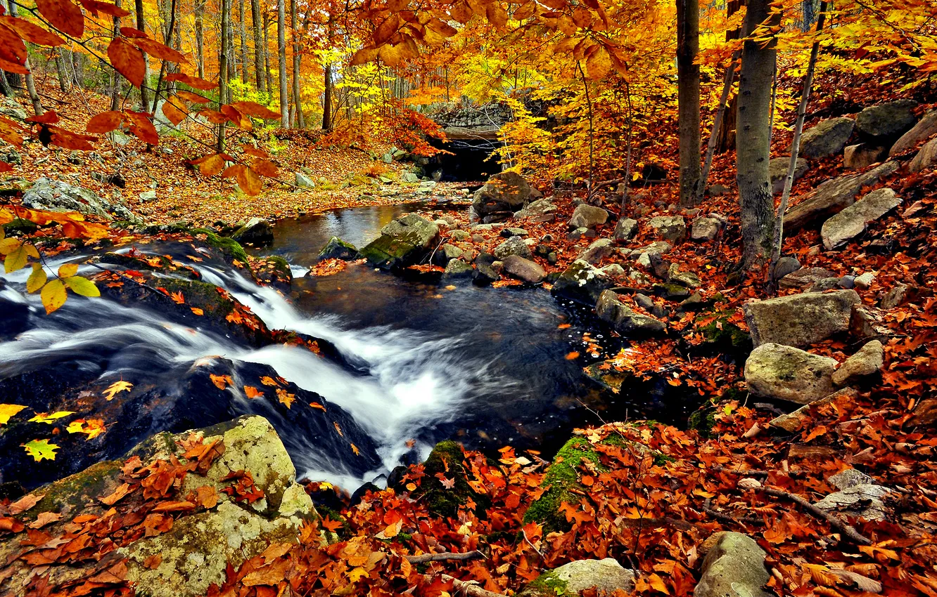 Photo wallpaper autumn, nature, river, stream, foliage