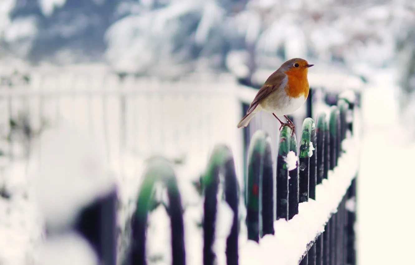 Photo wallpaper snow, nature, bird, the fence