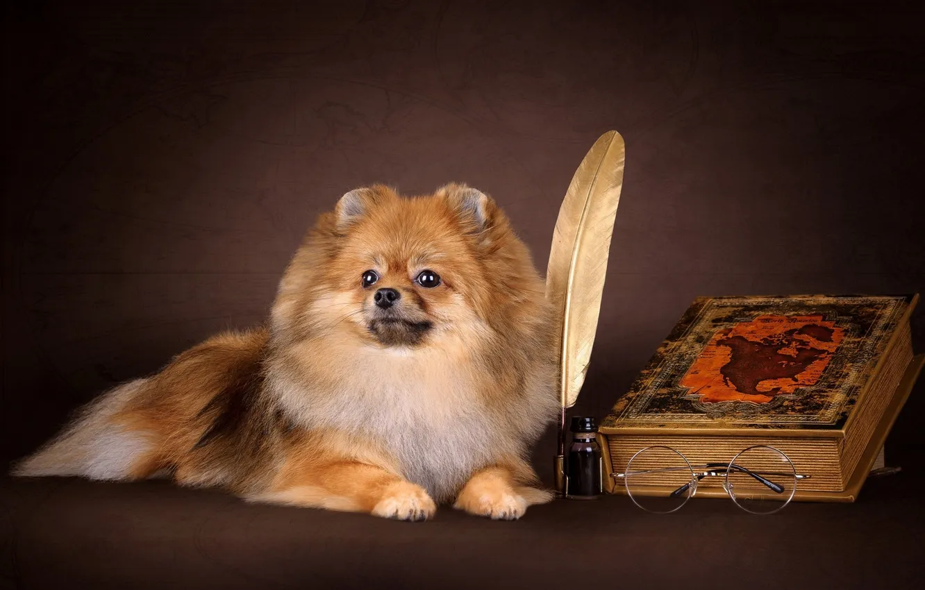 Photo wallpaper feathers, glasses, book, dog, ink, glasses, pen, ink