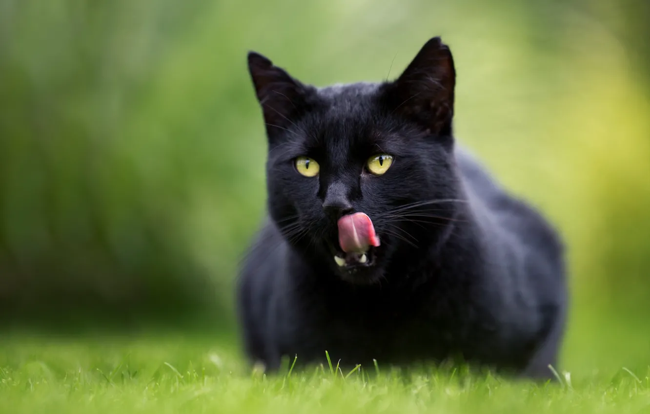 Photo wallpaper language, cat, cat, bokeh, black cat