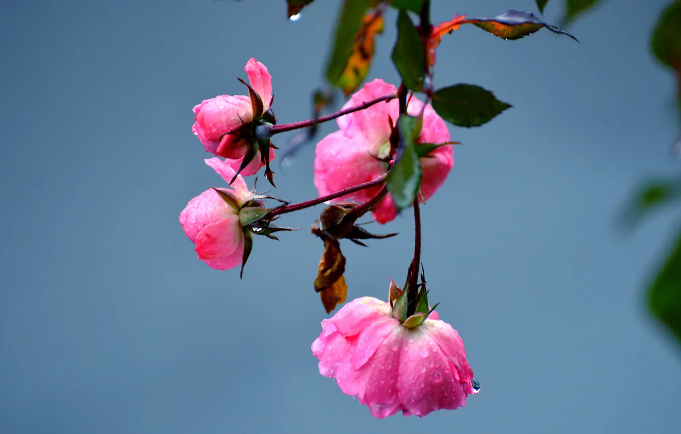 Photo wallpaper water, drops, macro, flowers, Rosa, petals