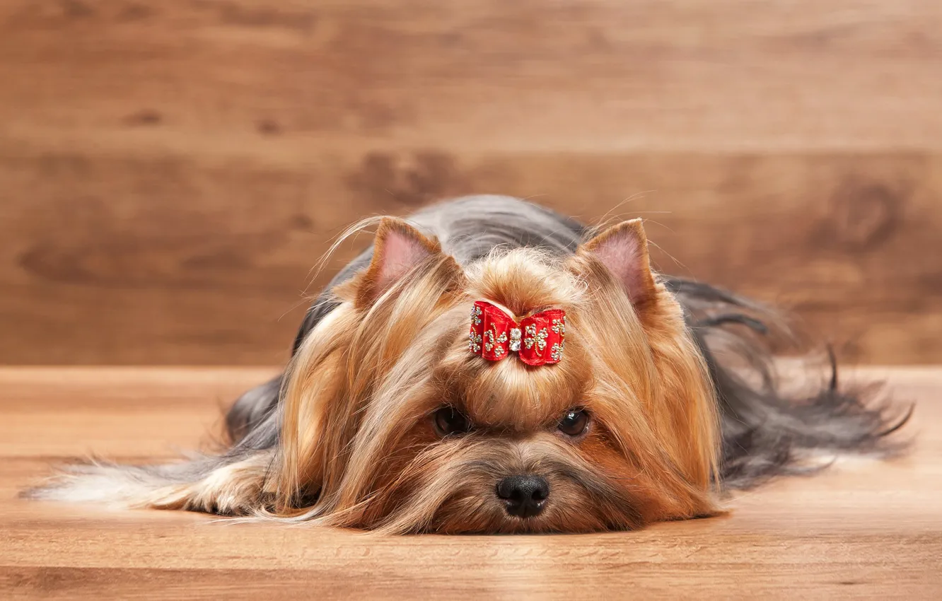 Photo wallpaper bow, York, Dogs, Terrier, Yorkshire, terrier