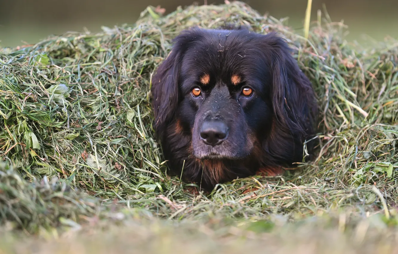 Photo wallpaper grass, face, dog, shelter, disguise, dog, Hovawart