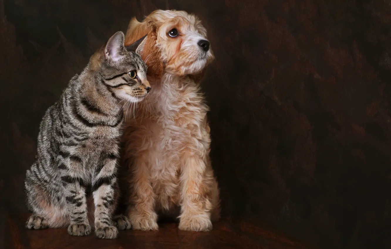 Photo wallpaper cat, dog, friends