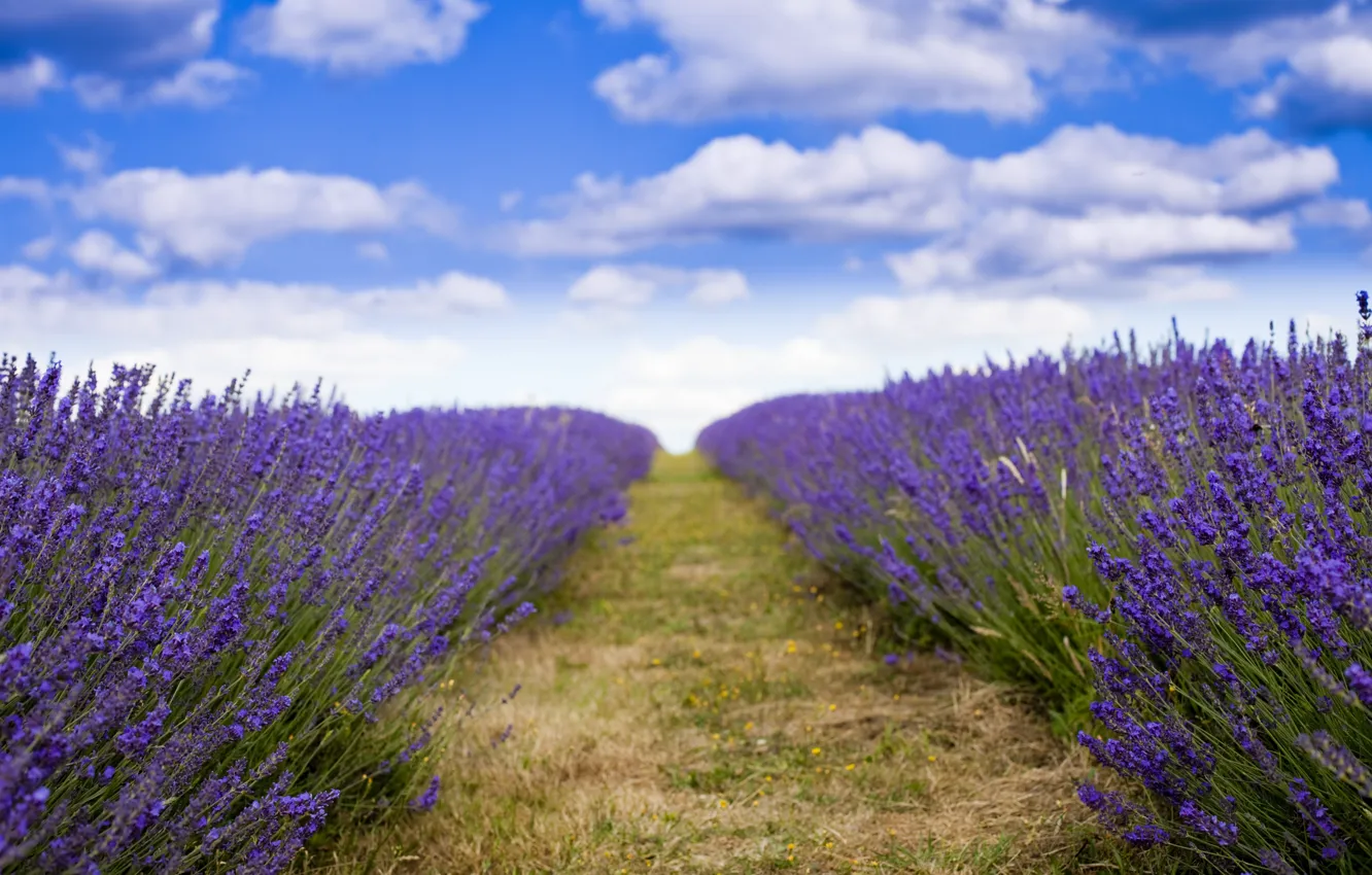 Photo wallpaper field, good weather, lavender, purple flowers