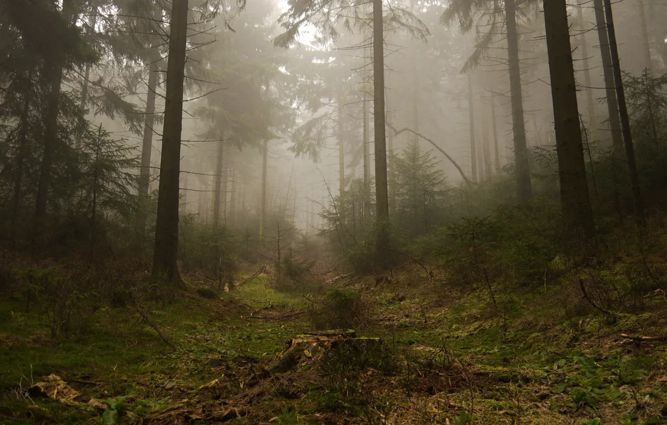 Photo wallpaper forest, trees, nature, fog