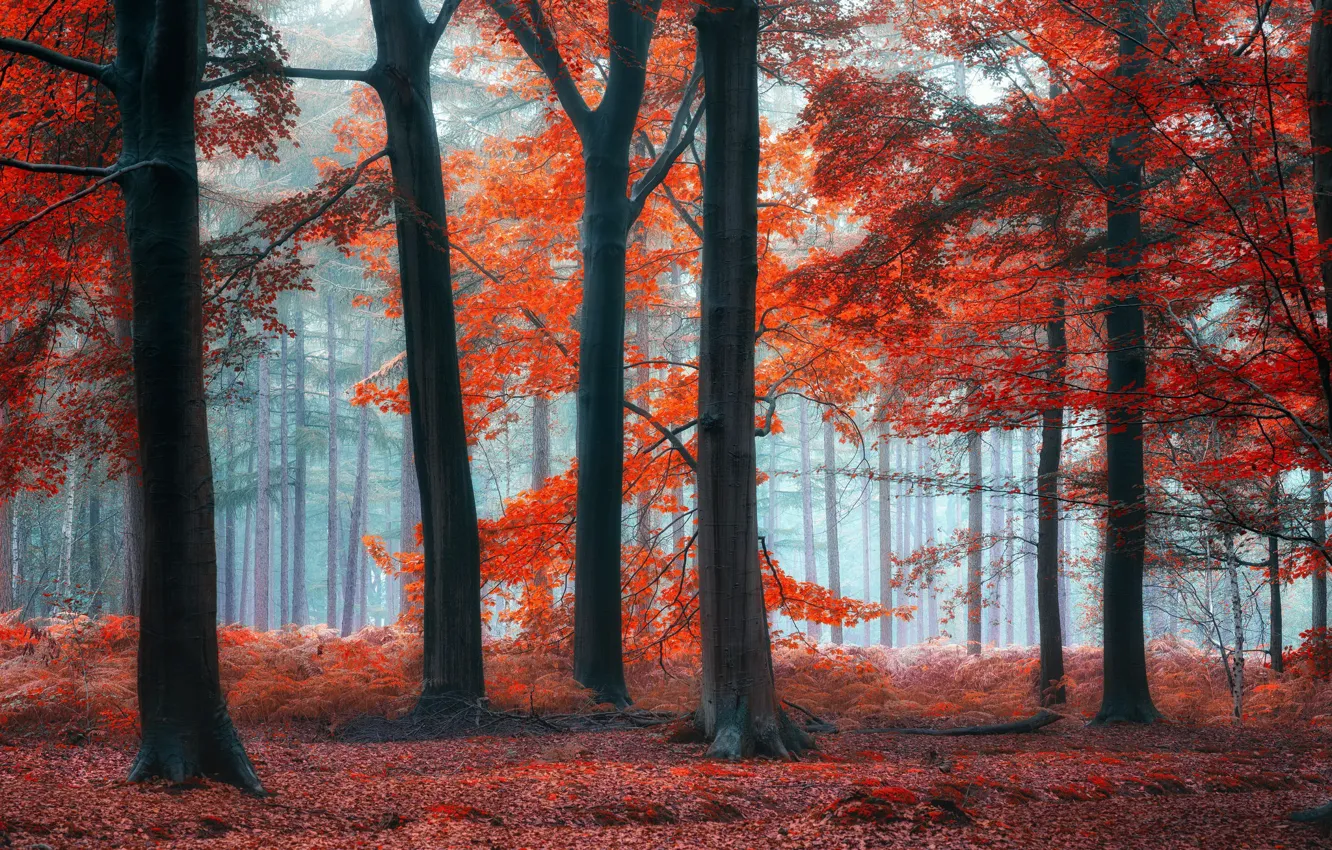 Photo wallpaper forest, trees, nature