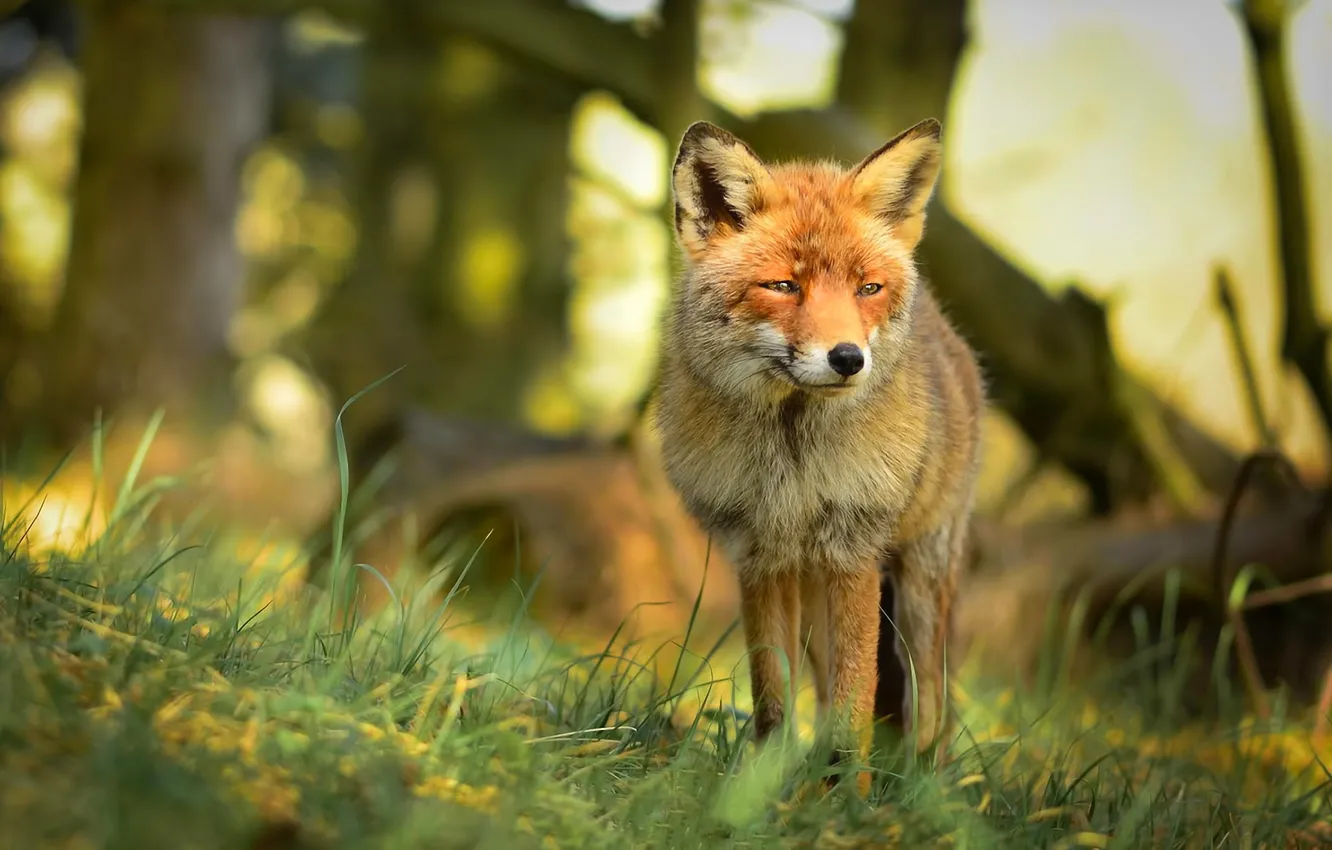 Photo wallpaper forest, look, nature, predator, Fox, red