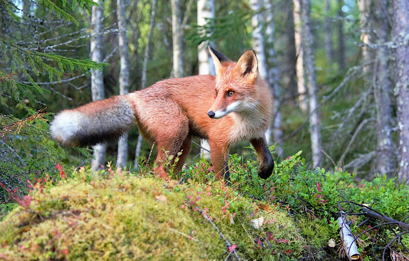 Photo wallpaper forest, moss, Fox, red