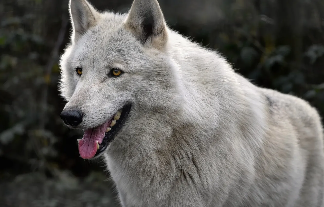 Photo wallpaper Predator, nature, snow, face, animal, wolf, canis lupus, wildlife