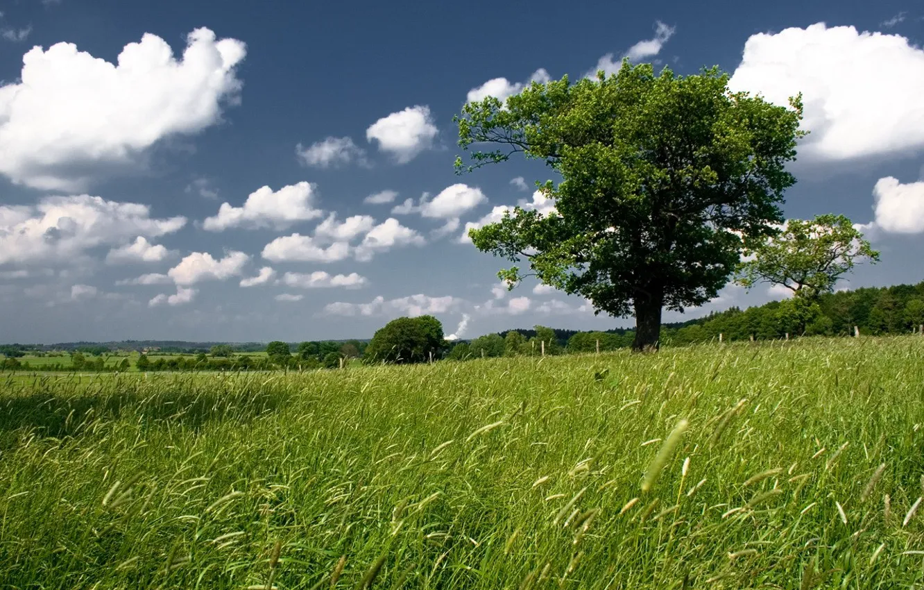 Photo wallpaper greens, field, the sky, tree