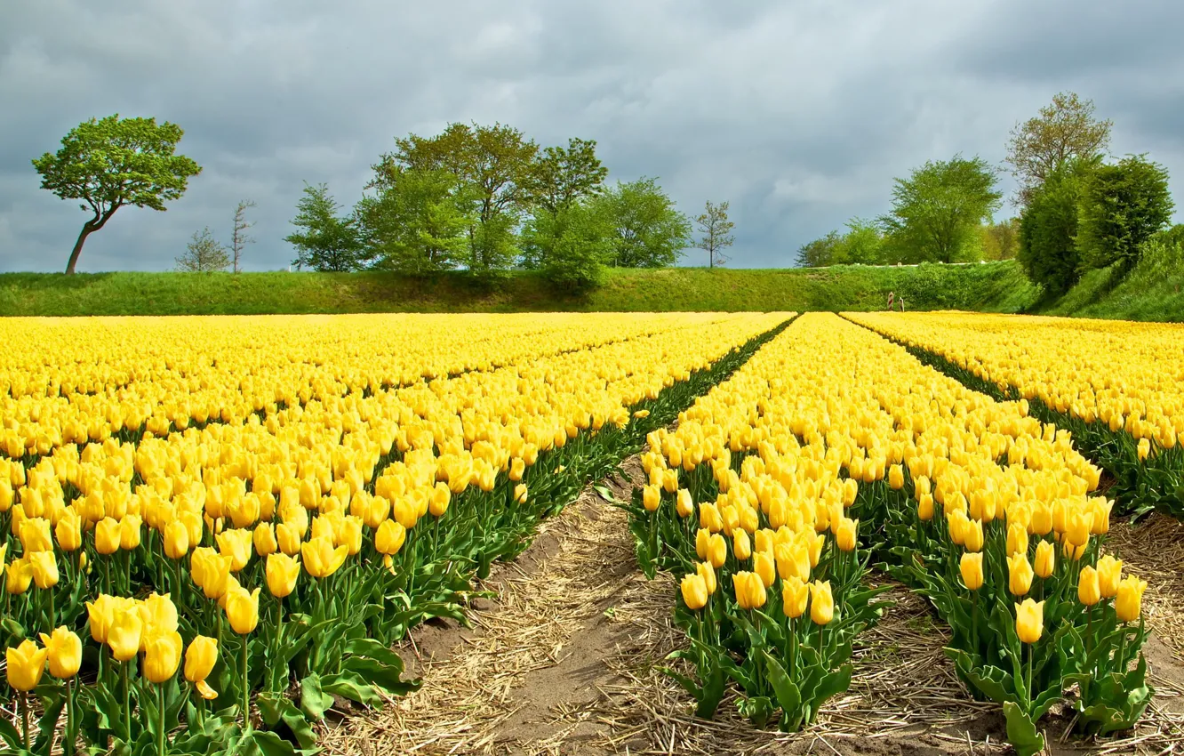 Photo wallpaper field, flowers, yellow, tulips