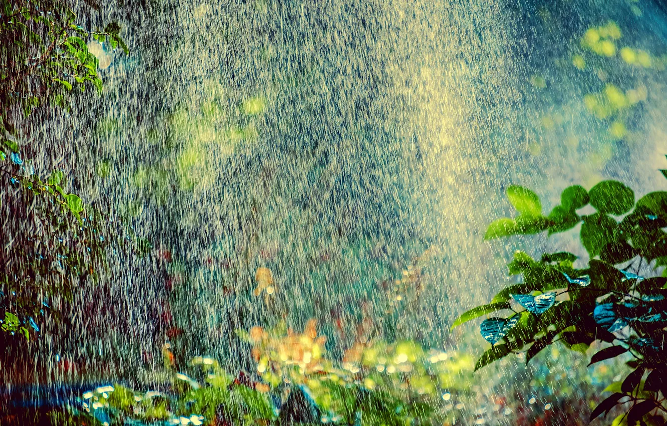 Photo wallpaper forest, water, drops, nature, rain