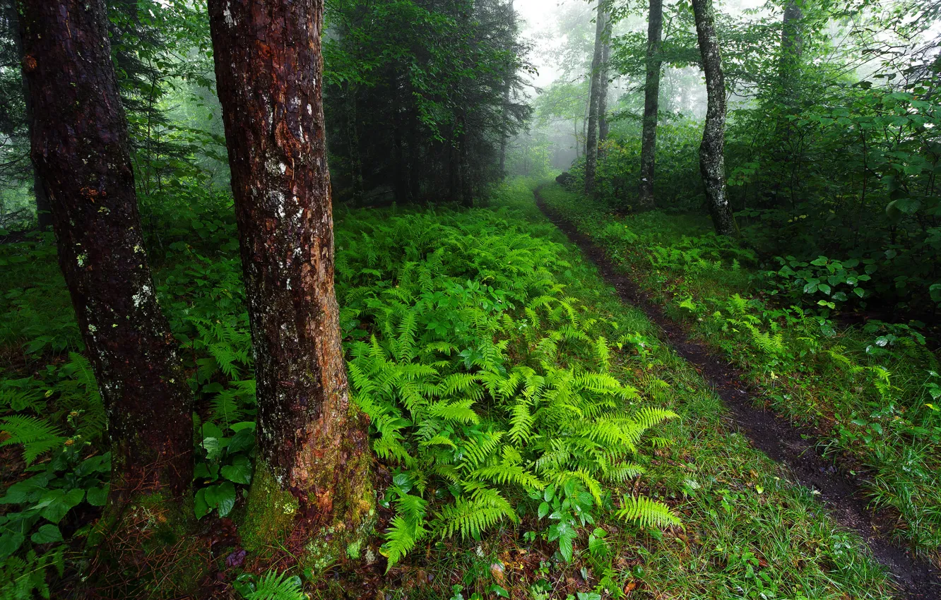 Photo wallpaper greens, forest, trees, nature, USA, fern, path, the bushes