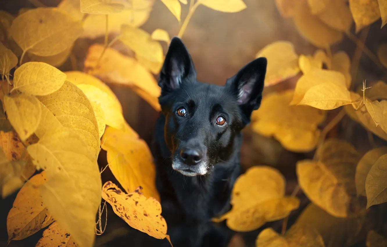 Photo wallpaper autumn, eyes, look, face, leaves, yellow, nature, foliage