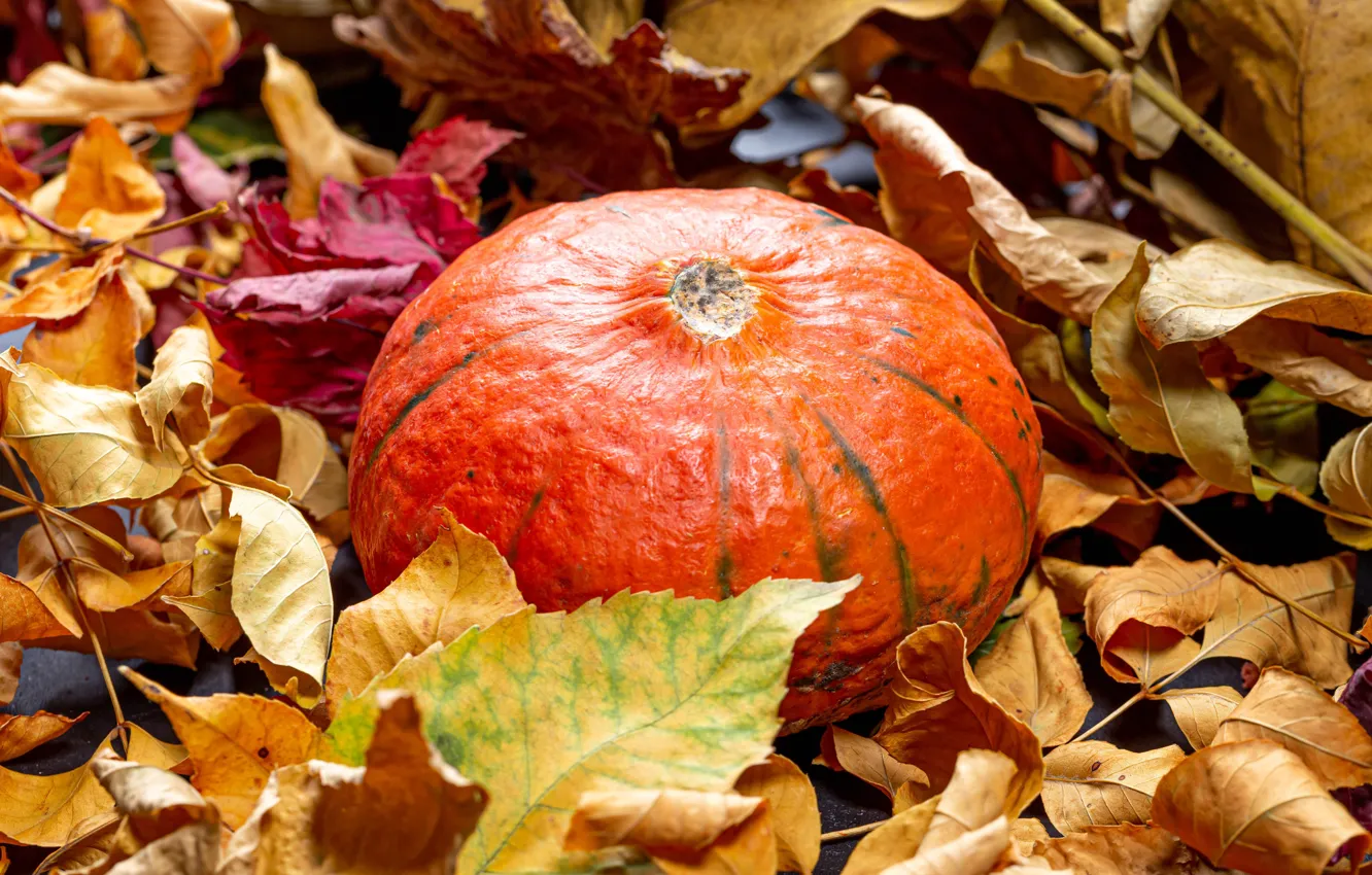 Photo wallpaper autumn, leaves, pumpkin