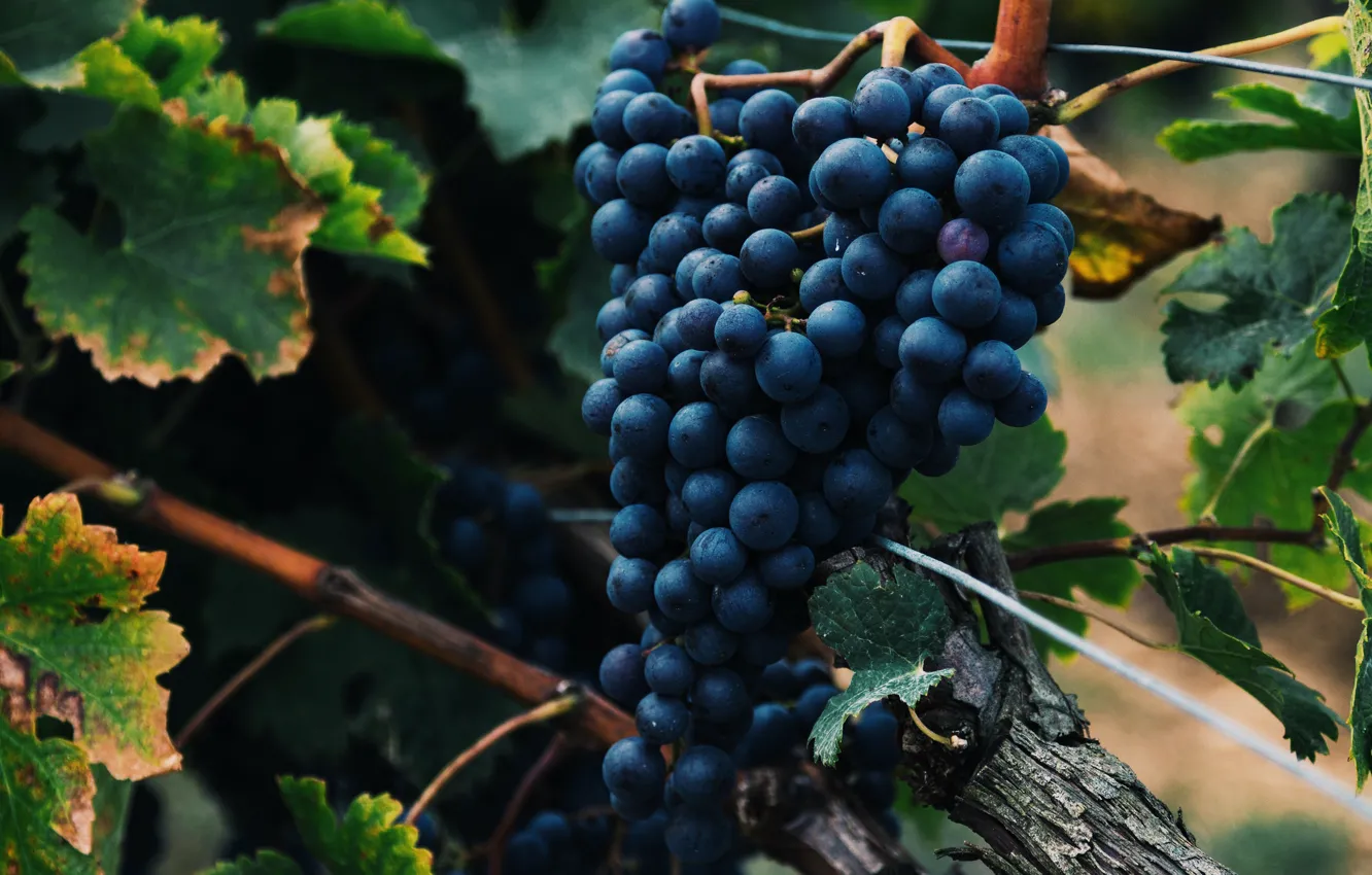 Photo wallpaper leaves, blue, nature, grapes, bunch of grapes