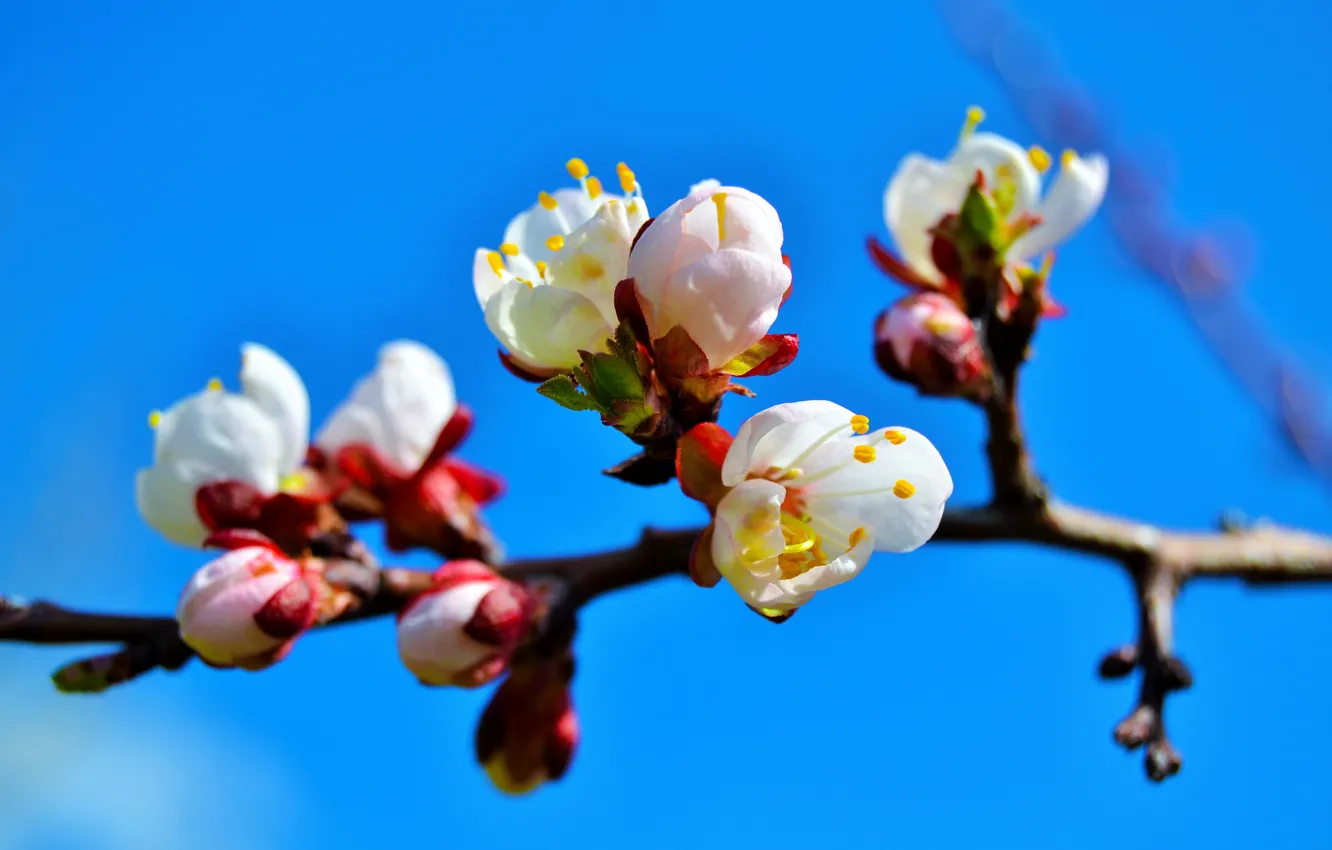 Photo wallpaper trees, branches, spring, flowering, apricots