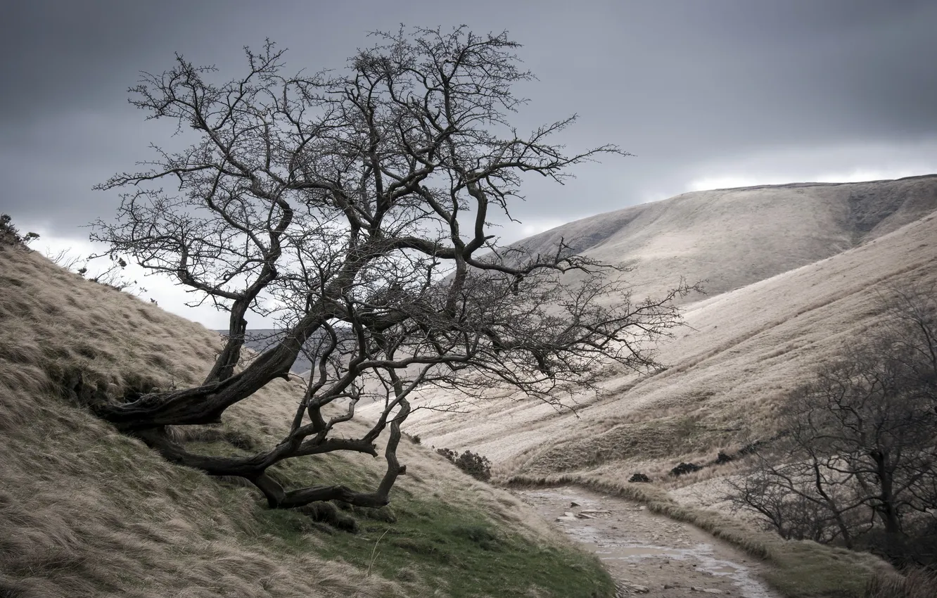 Photo wallpaper trees, landscape, mountains