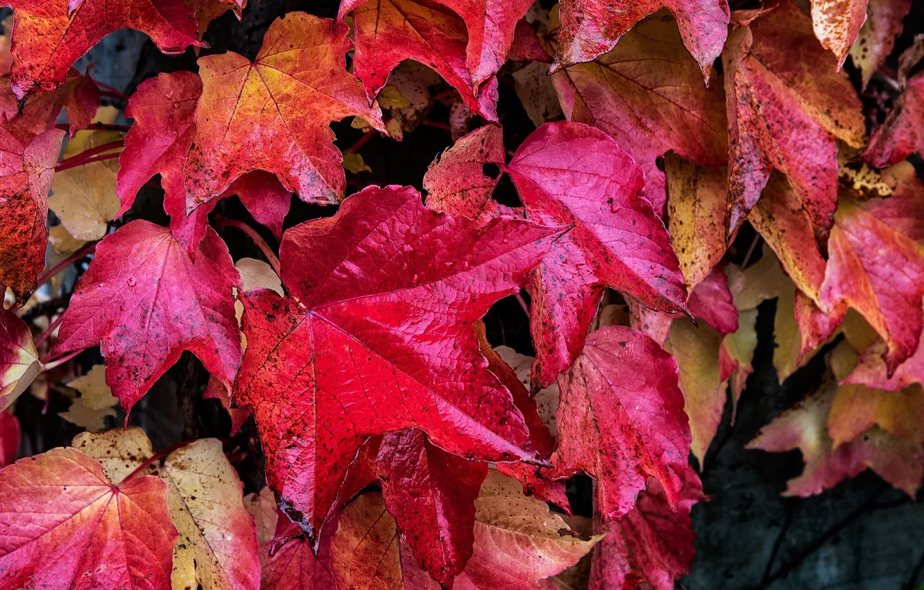 Photo wallpaper autumn, leaves, drops, macro, Rosa, paint, the crimson