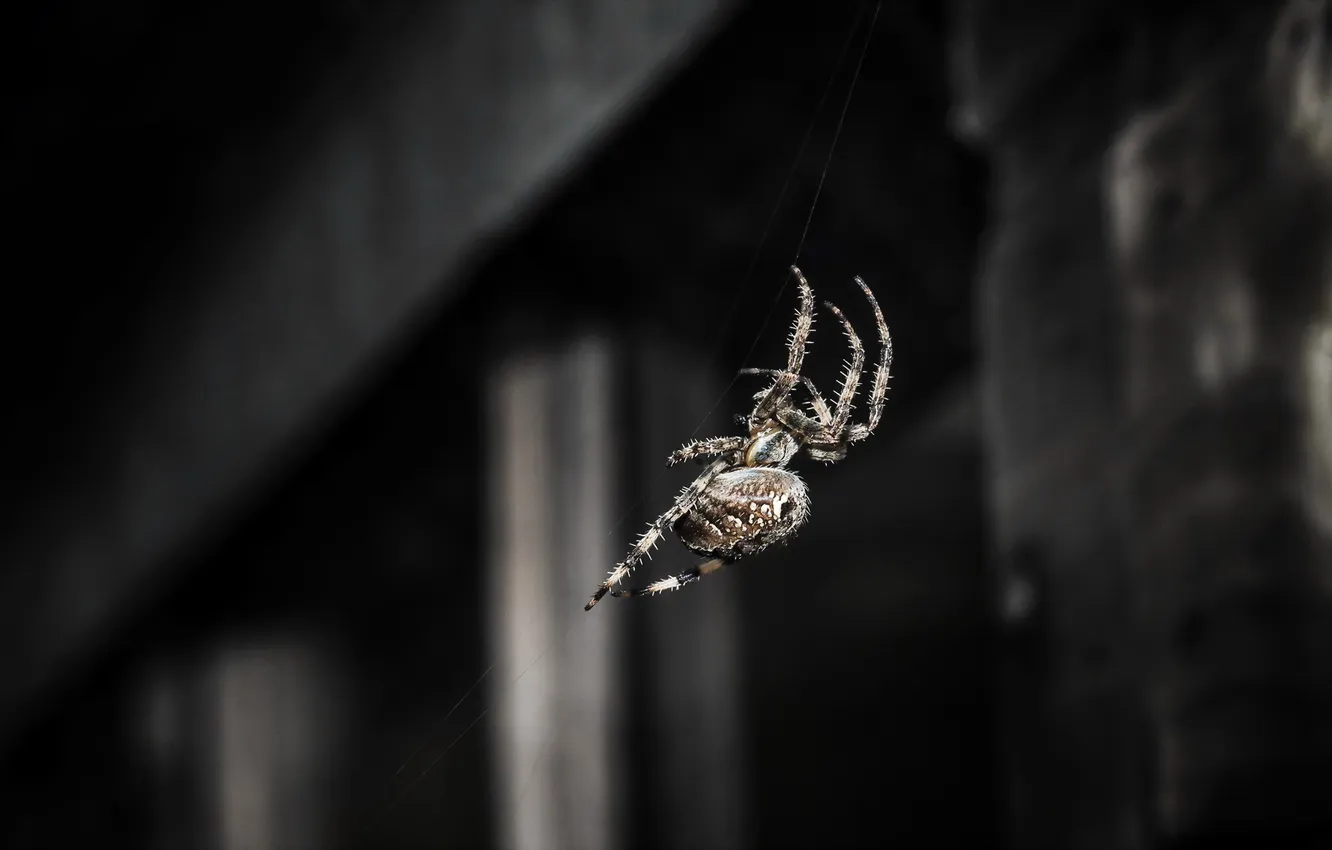 Photo wallpaper nature, background, spider