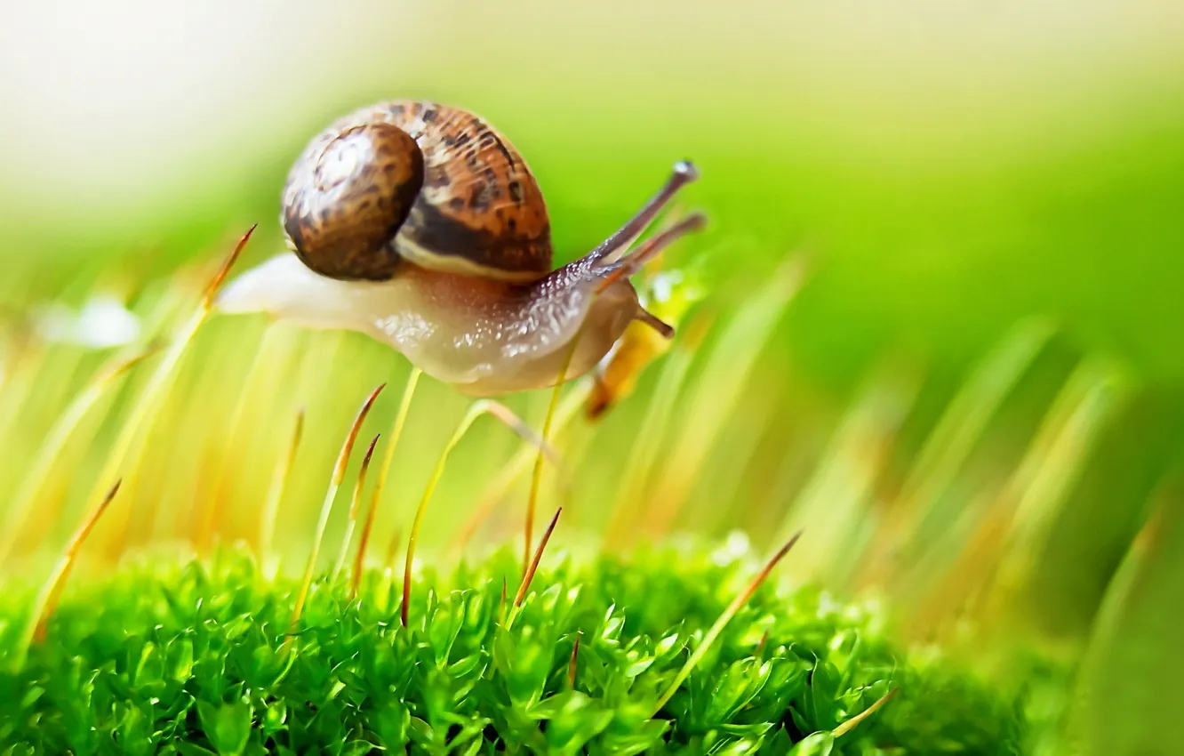 Photo wallpaper macro, flowers, snail