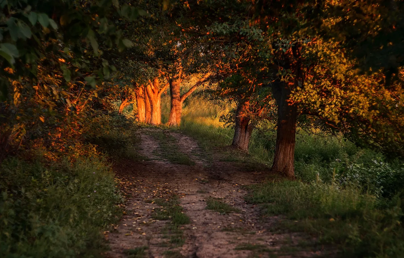 Photo wallpaper road, trees, sunlight