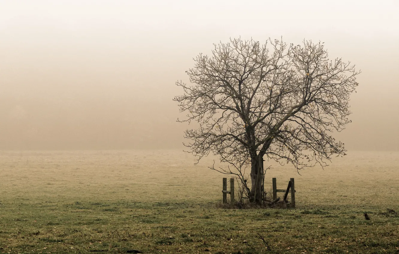 Photo wallpaper grass, misty, field, tree, countryside, foggy, farmland