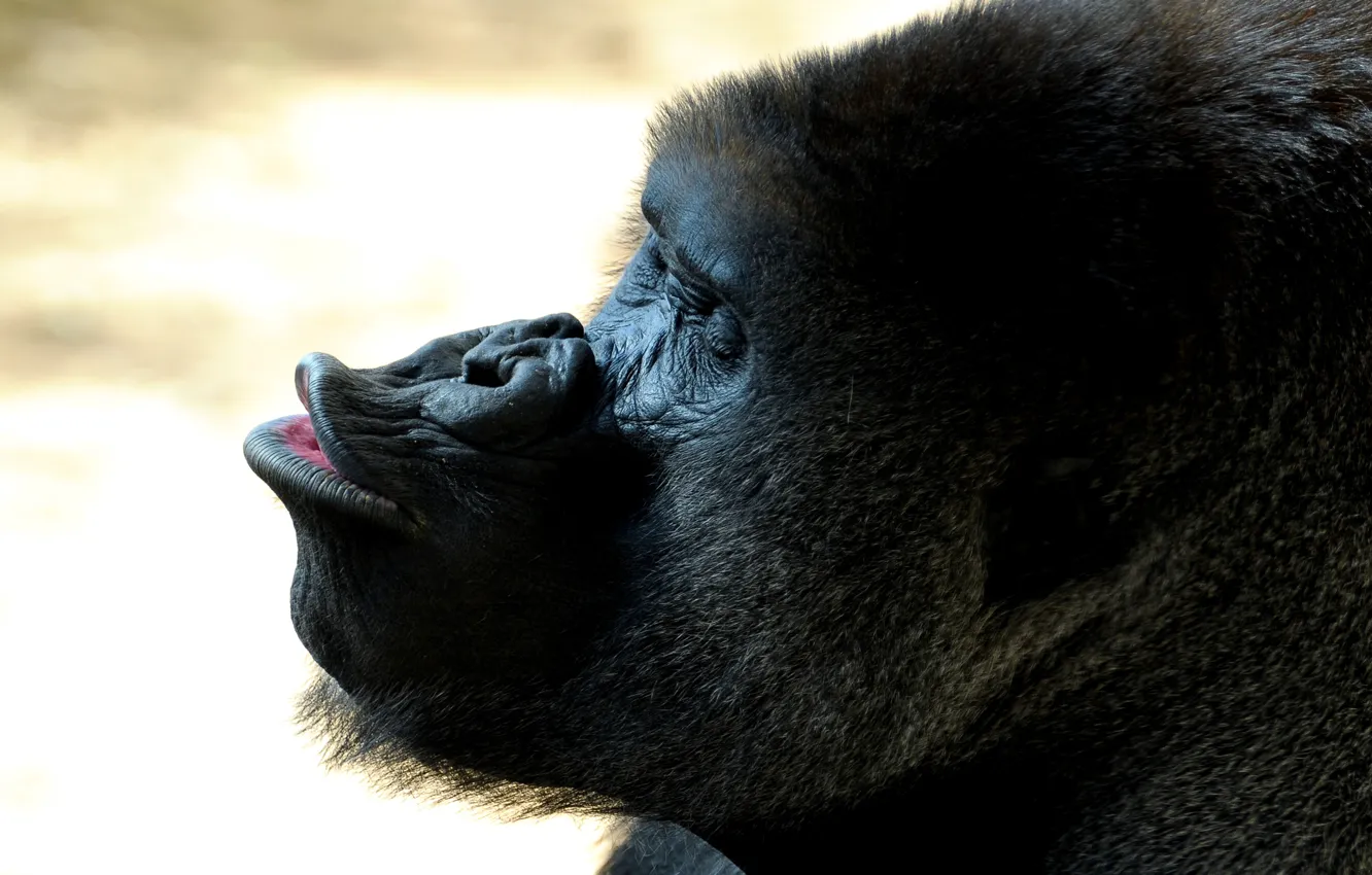Photo wallpaper face, lips, gorilla
