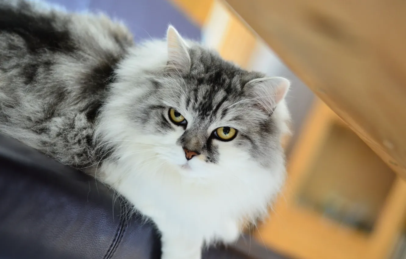 Photo wallpaper cat, look, background