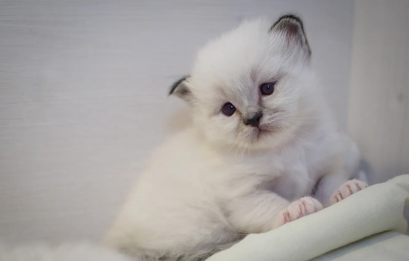 Photo wallpaper cat, white, look, pose, sweetheart, legs, baby, kitty