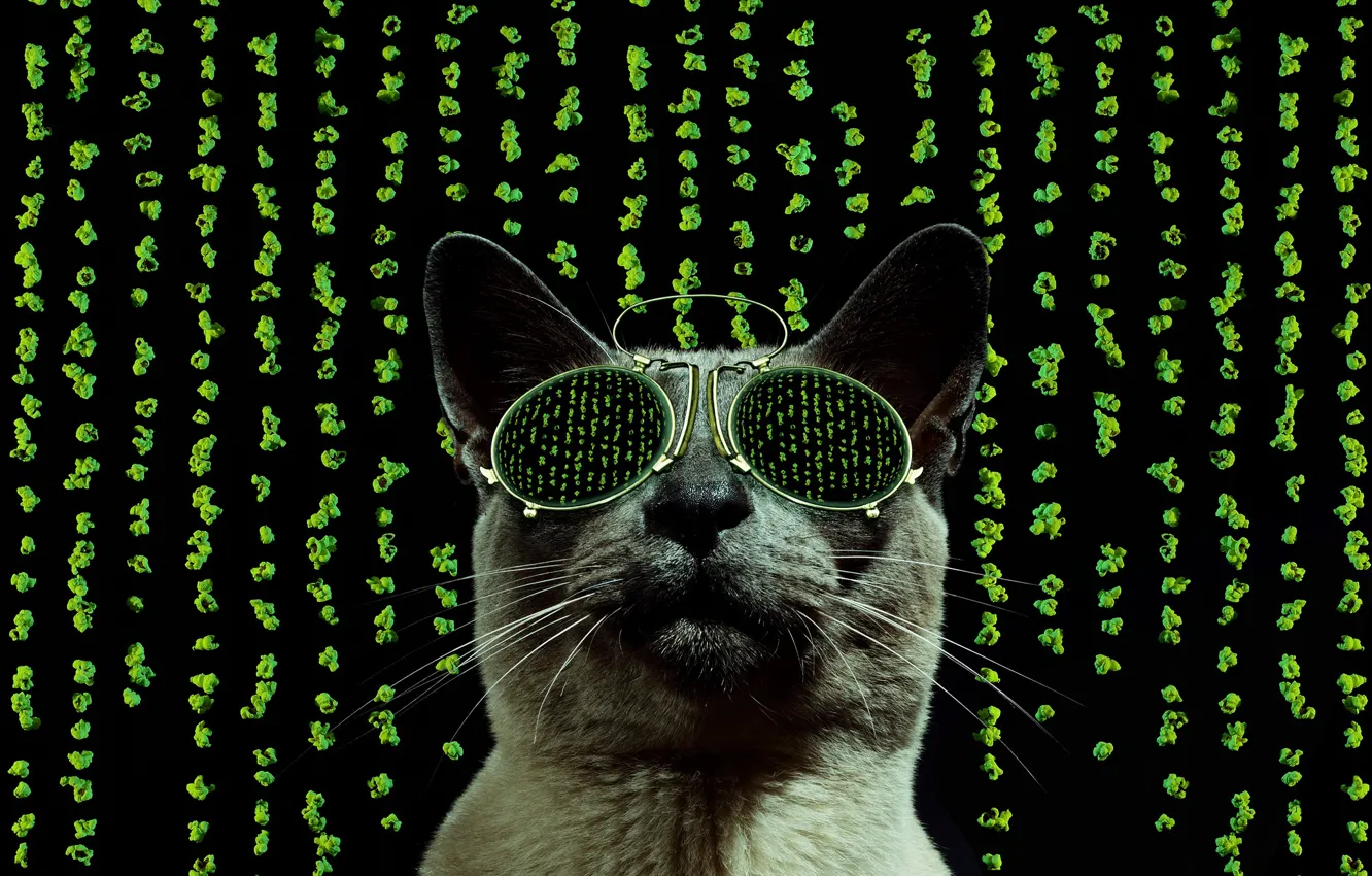 Photo wallpaper cat, style, glasses, matrix