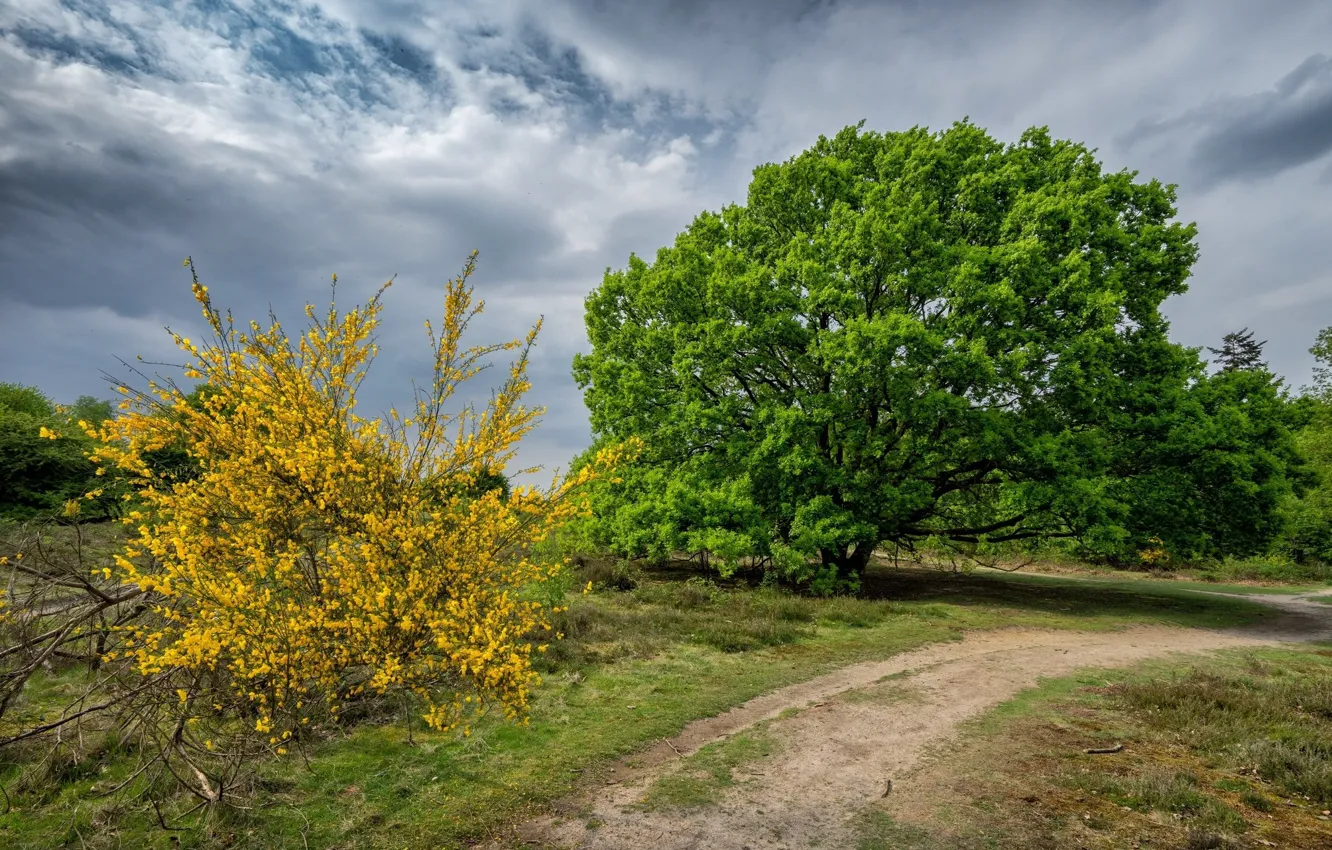 Photo wallpaper trees, nature, the bushes