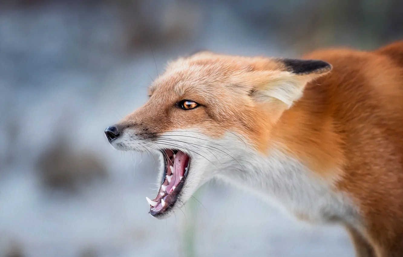 Photo wallpaper look, face, background, portrait, treatment, mouth, Fox, grin