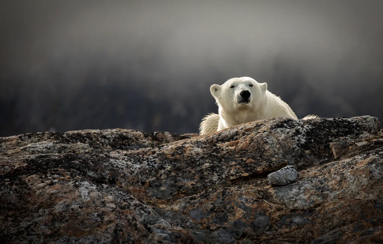 Photo wallpaper white, face, nature, stones, grey, background, hills, bear